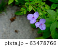 紫の花＿つゆ草＿花言葉＿ひとときの幸せ 63478766