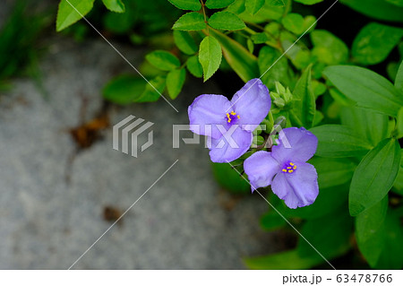 紫の花 つゆ草 花言葉 ひとときの幸せの写真素材