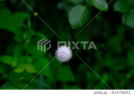 白い花 ヤツデ 天狗の団扇の写真素材