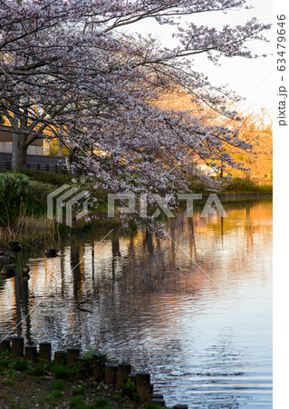 花島公園の桜 63479646
