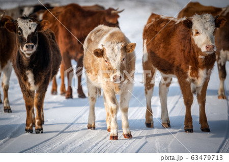 cows in russian steppe by winter cows in russian steppe by winter 63479713