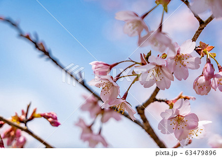 三重県 熊野市 早咲きの新種桜 クマノザクラ 三重県 熊野市 早咲きの新種桜 クマノザクラ 63479896