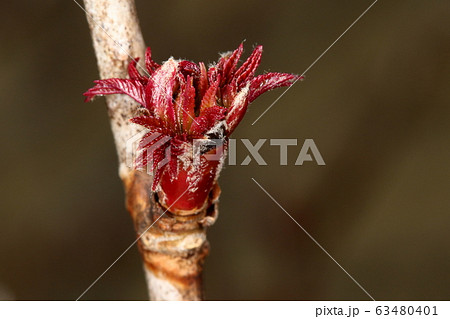 自然　植物　ホザキナナカマド、二月中旬。芽吹いたばかりの若葉は見事な緋色 63480401