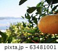 みかんと湖 63481001