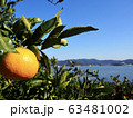 みかんと湖 63481002