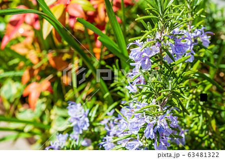 春の花　ローズマリー 63481322