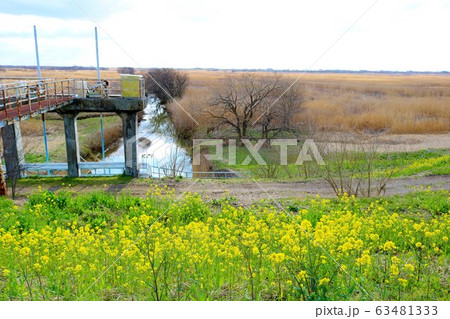 菜の花　川　風景　渡良瀬　栃木県 63481333