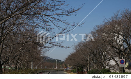 桜 木 風景 63481697