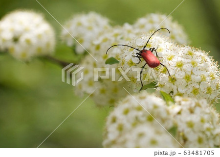 サンザシの花と赤いカミキリ虫の写真素材 サンザシの花と赤いカミキリ虫の写真素材