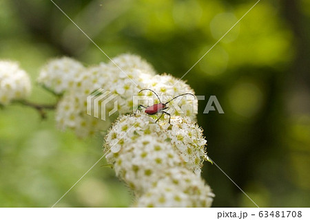 サンザシの花と赤いカミキリ虫 サンザシの花と赤いカミキリ虫 63481708