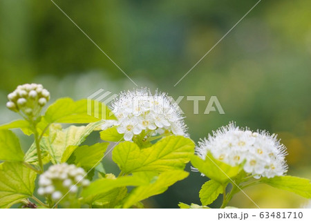 サンザシの花 63481710