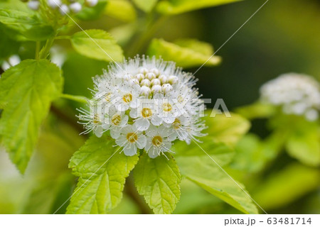 サンザシの花の写真素材