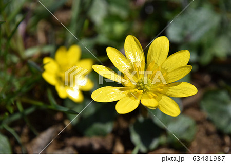 ヒメリュウキンカ（姫立金花） 63481987