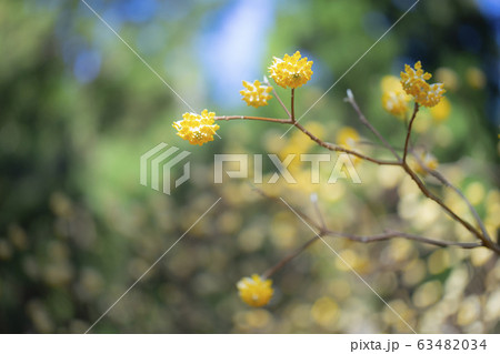 ミツマタ　三椏　みつまた 63482034