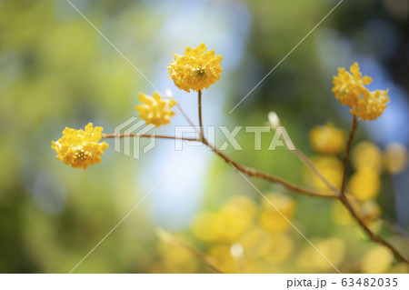 ミツマタ　三椏　みつまた 63482035