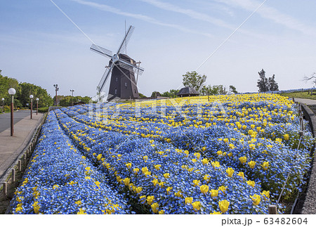 花博記念公園鶴見緑地 ネモフィラ畑 ネモフィラとチューリップの花 大阪観光スポットの写真素材