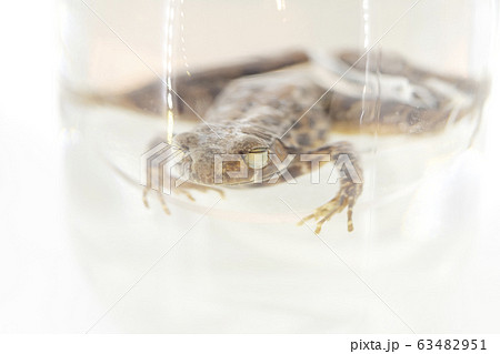 Rough - Slides Frog or Waterdog in formalin glass 63482951