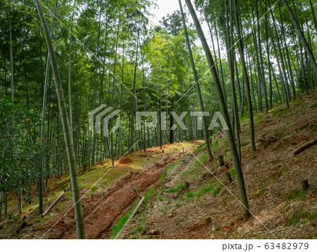竹林 63482979