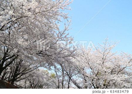 朝日山森林公園の満開の桜 63483479
