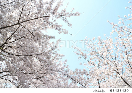 朝日山森林公園の満開の桜 63483480