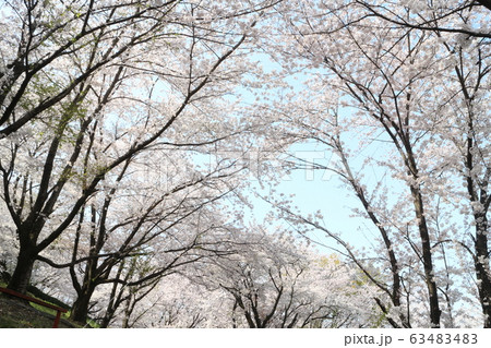 朝日山森林公園の満開の桜 63483483