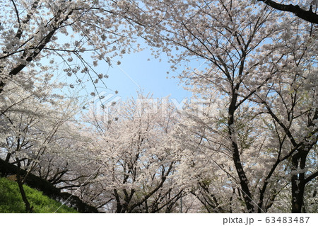 朝日山森林公園の満開の桜 63483487