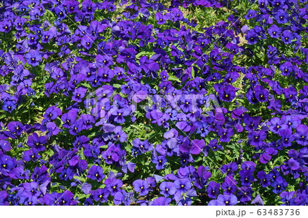 ビオラの花 1 ビオラの花 1 63483736