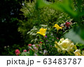 日向に咲く黄色いユリと、花々 63483787