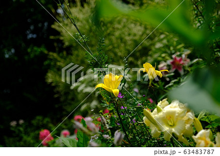 日向に咲く黄色いユリと 花々の写真素材