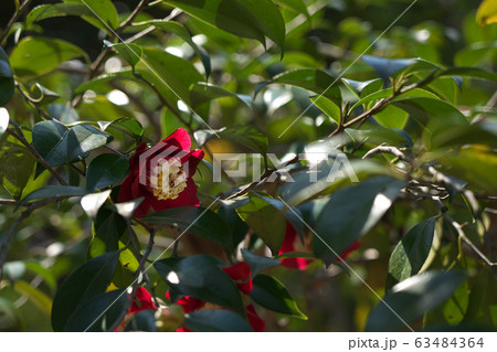 椿（ぼくはん・卜伴）の花 63484364