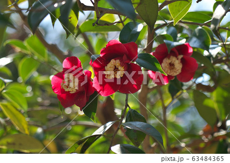 椿（ぼくはん・卜伴）の花 63484365