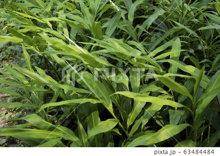 画面いっぱいのミョウガの葉 63484484