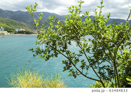 The seaside plant with coarse thick leaves grows The seaside plant with coarse thick leaves grows 63484633