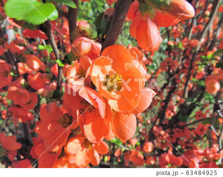 ボケ ボケ 63484925