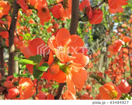 ボケ ボケ 63484927