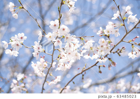 太田山公園の桜 63485023