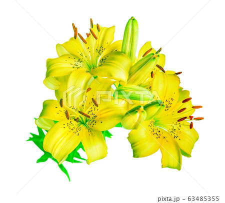 Yellow lilies on a white background Yellow lilies on a white background 63485355