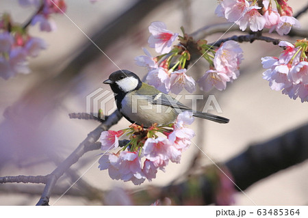 桜とシジュウカラ 桜とシジュウカラ 63485364