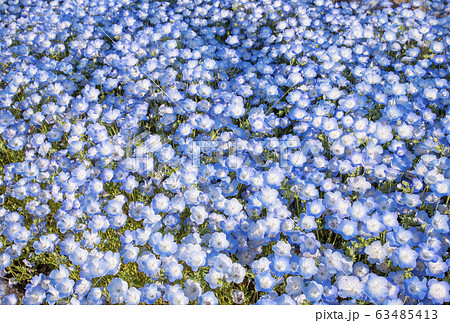 ネモフィラの花 花博記念公園鶴見緑地 花畑 背景素材の写真素材