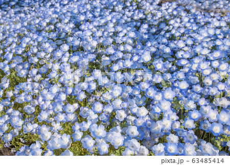 ネモフィラの花 花博記念公園鶴見緑地 花畑 背景素材の写真素材