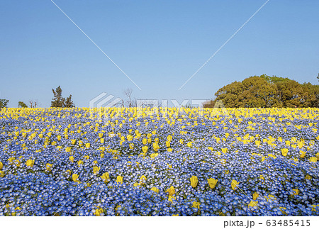 ネモフィラとチューリップの花 花博記念公園鶴見緑地 花畑 背景素材の写真素材