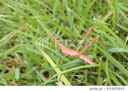 全身ピンクのショウリョウバッタ幼虫の写真素材