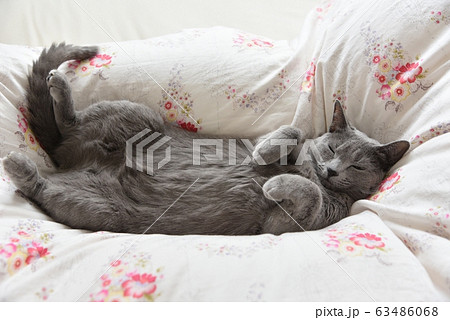 ロシアンブルー　猫 63486068