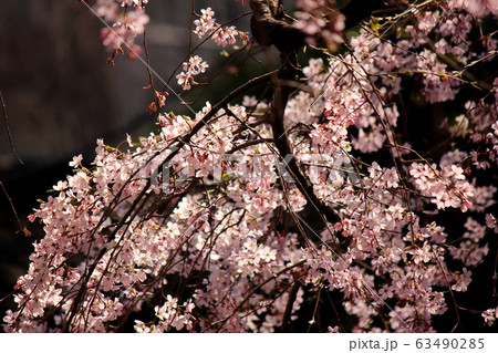 春の陽射しを浴びる六義園のシダレザクラ(7) 春の陽射しを浴びる六義園のシダレザクラ(7) 63490285