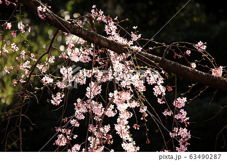 春の陽射しを浴びる六義園のシダレザクラ（8） 63490287