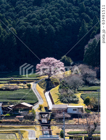 三重県美杉の淡墨桜 63491511