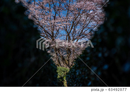 三重県美杉の淡墨桜 63492077
