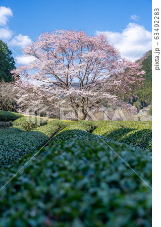 三重県美杉の淡墨桜 三重県美杉の淡墨桜 63492283