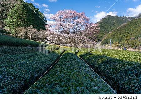 三重県美杉の淡墨桜 三重県美杉の淡墨桜 63492321