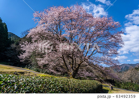 三重県美杉の淡墨桜の写真素材